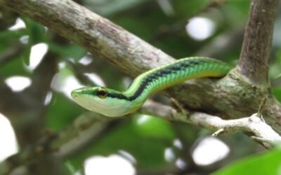 Generasi Muda Batang Tau Dilatih Fotografi dan Jurnalistik untuk Mengangkat Potensi Desa